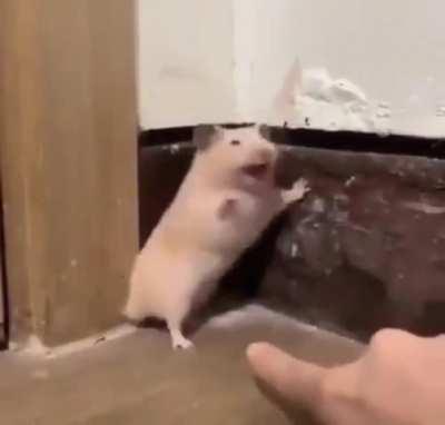 Catching a hamster in the act! what act, i have no idea!