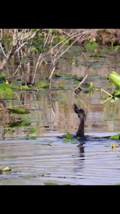 🔥 Cormorant swallowing its breakfast whole