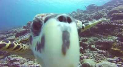 Getting a kiss and a wink from a friendly turtle.