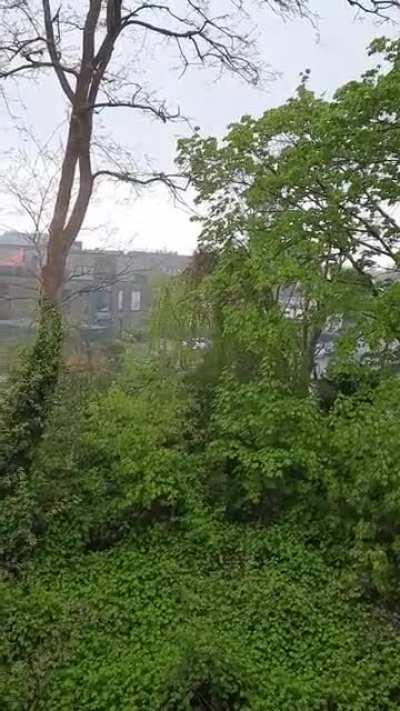 I love the sound, when the rain comes straight from the top and fall on the leaves. So happy about the piece of nature right in front of my window. Have a good one.