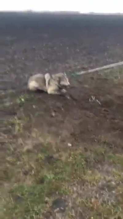 Saving a trapped timber wolf.