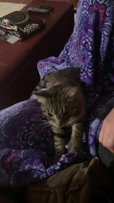 Otis (as in Redding) demands pets with his teeth!