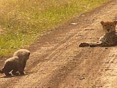 "Nature in all its glory. The beast lunges at its prey, striking its neck with deadly precision, killing it instantly."