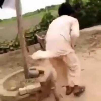 Idiot bites a cow's tail