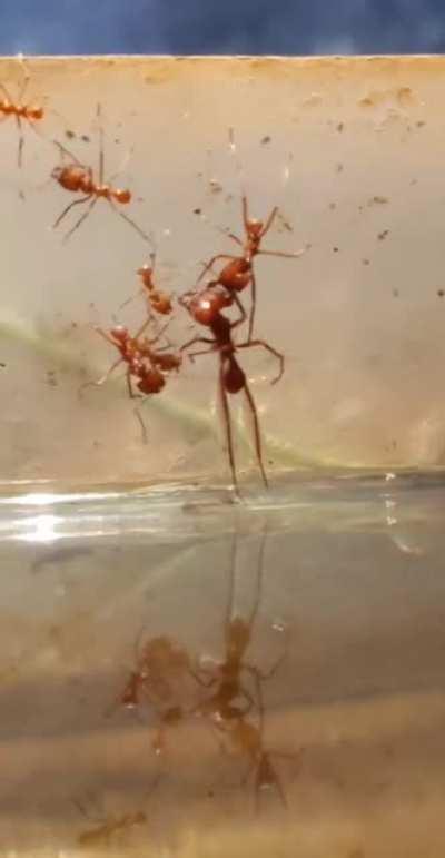 Ant Saving Another Ant From Drowning