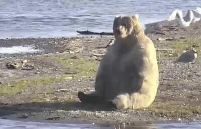 The weight for Fat Bear Week is over (here's Holly, last year's champ, having a human sit)