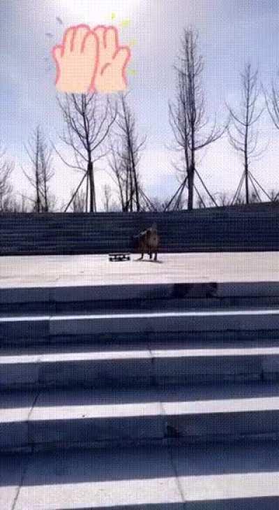 This dog skates better than me 😆