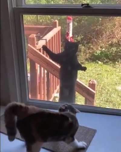 Cat.