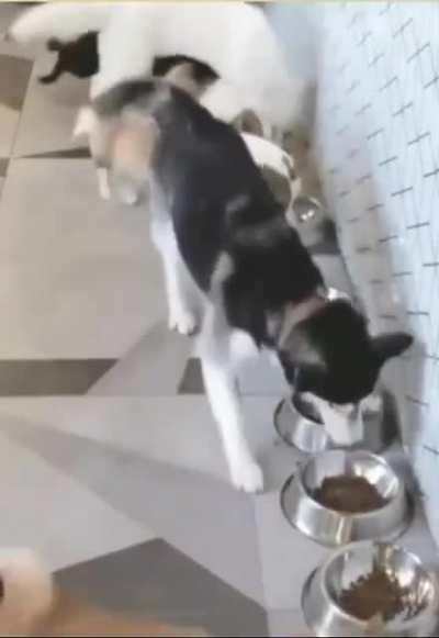 Dog food intensifies