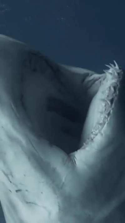 Great White showin its weapons