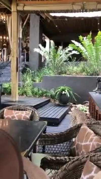 Huge African Leopard casually strolls through resort.