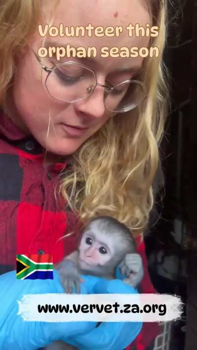 Volunteer With Orphaned Baby Monkeys at the Vervet Monkey Foundation in South Africa (an ethical, GFAS & PASA accredited, non-profit sanctuary)