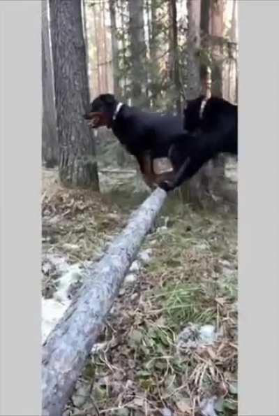 She raised a f**king jaguar by accident what the f**k