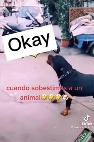 When the dog is smarter than you.