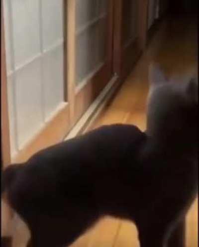 She has learned that if she knocks, she gets inside faster.