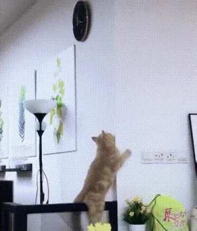 A cat's best impression of your teenage son