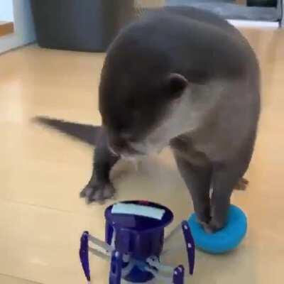 OCTopUS sTeaLS an oTTErs mosT prisEd poSSeSSIon