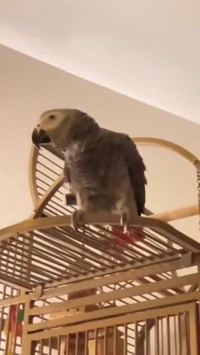 Even animals were impressed by Euphoria