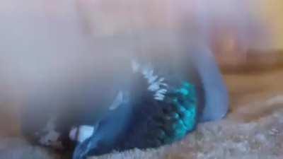 My Brother's Pigeon can loaf.