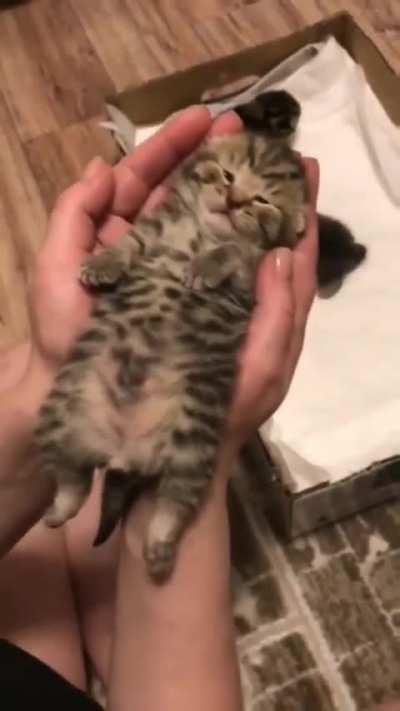 What A Sweet Potato :)