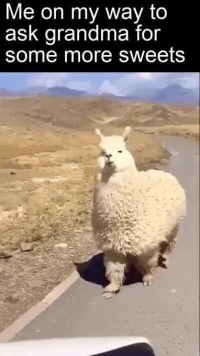 Yes I want some more