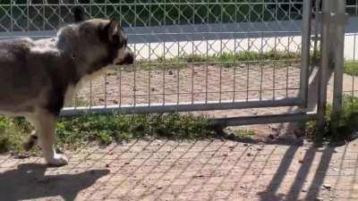 This is the man who shot a dog with a bow and arrow in Tulare County, deputies say