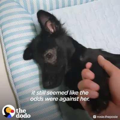 Meet Rosie, A tiny pup who couldn't stand on her own, learn how to run and trust human again..