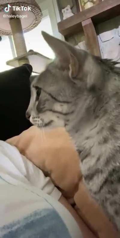 touch tha booby (creds to @hayleybagel on tik tok (: )