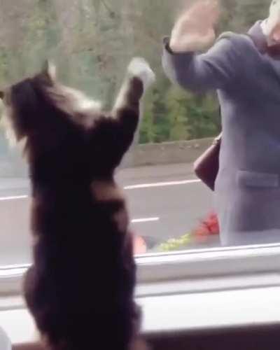 Always wave back to a cat who is waving to you.