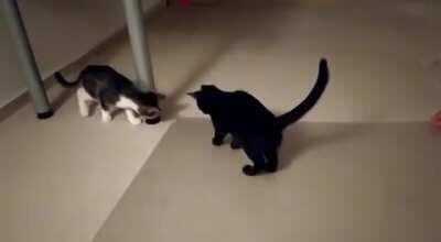 My Babys were quite much startled by this