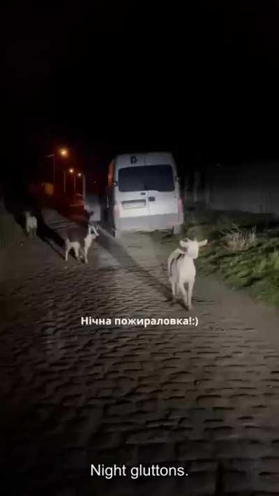 Volunteers of UAnimals organization evacuating animals from villages away from shelling from Russian border in Sumy region