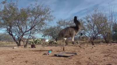 Weasel ball freaks out Emus