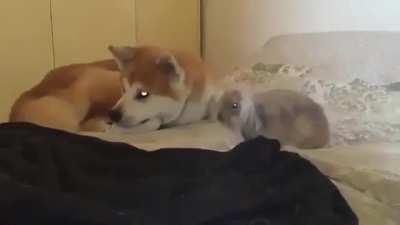 Bunnies flop over when they feel completely safe