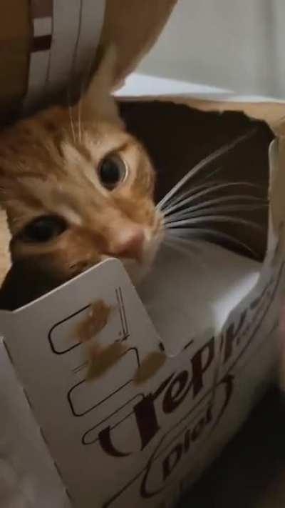 We heard cardboard popping in the pantry...