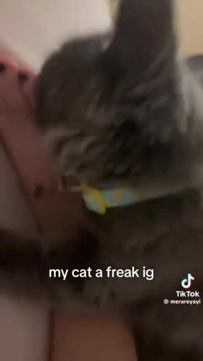 Cat sniffing cute black pedi toes
