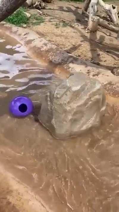 Trying to inflitrate the cat dimension