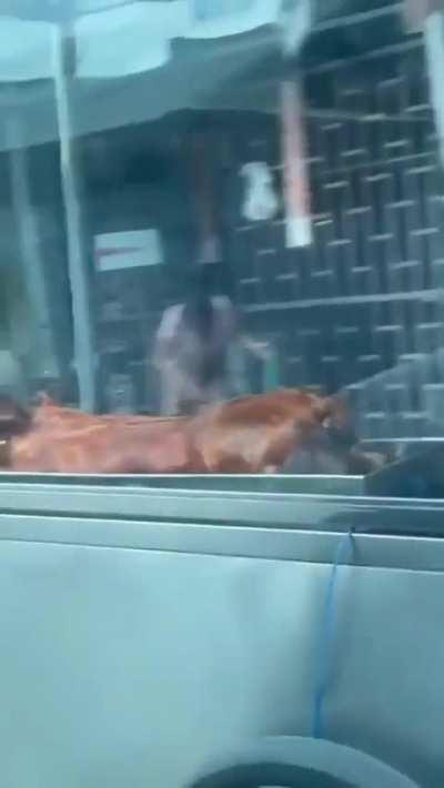 youer pig is: damn wordington 