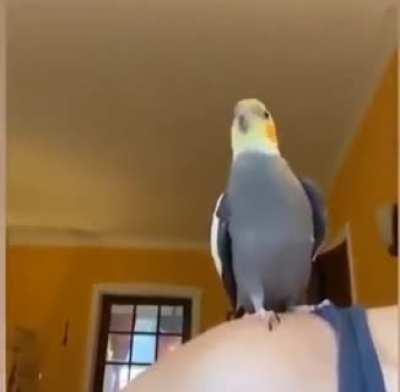 Derpy birb