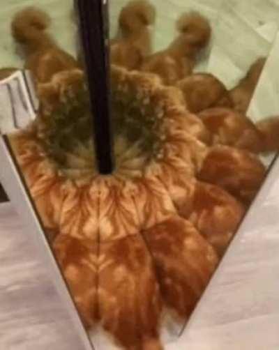 This cat playing with a mirror.