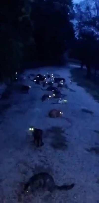 Why can't walking back home be normal?