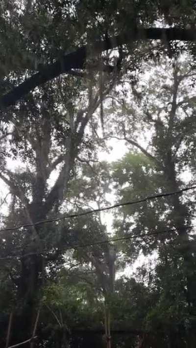 A South Georgia afternoon drizzle turning into a full on thunderstorm. ⛈