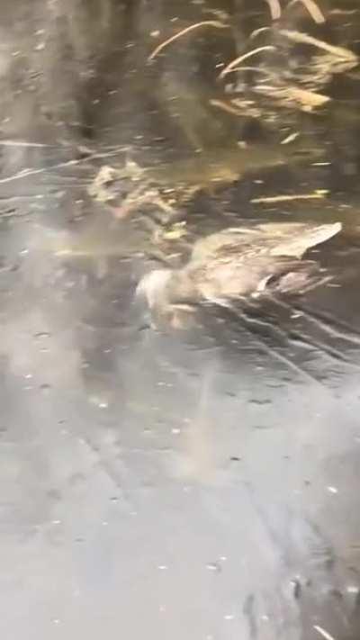 This duck got trapped under the ice