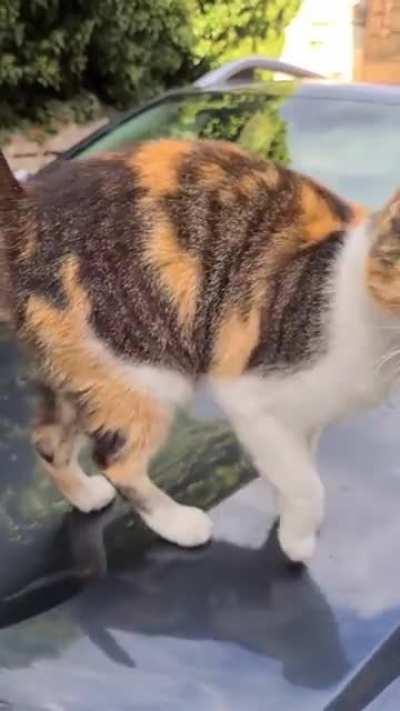 Random stray cat demanding pets.