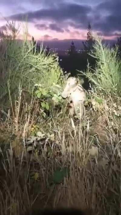 Deer with broken neck