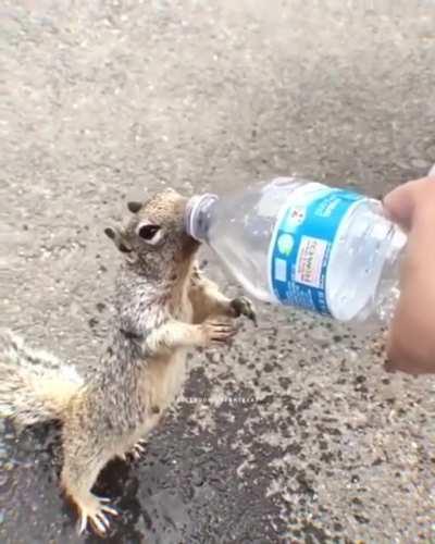 Squirrel ask Human for water