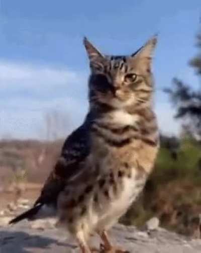 Pls help me find the origin of this cat bird gif