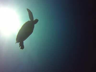 𓆉 footage at Sipadan Island floating 2000-feet above the sea floor. Swimming into the Infinity open blue ocean.
