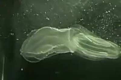This is how a cone jellyfish eats another cone jellyfish