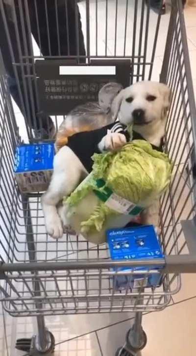 He's just having a little snack