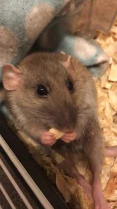 Momo says meds aren’t so bad when served on dehydrated apple